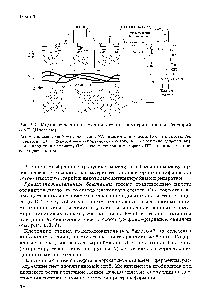 Рис. 1.2. Модель строения клеточной стенки грамотрицательных бактерий (по Г. Шлегелю)