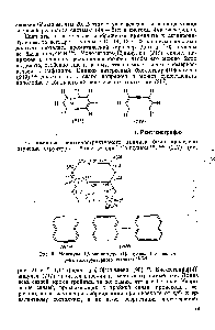 Рис. 2. Молекула 1,8-бис-дегидро[14]аннулена (по <a href="/info/1892952">данным рентгеноструктурного</a> анализа) - .