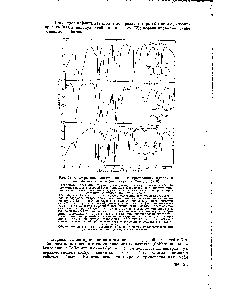 Рис. 73. <a href="/info/1729846">Спектры поглощения некоторых</a> <a href="/info/136794">производных пурина</a> в <a href="/info/373095">инфракрасном свете</a> (по Блауту и Филдсу, 1950).