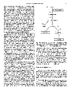 Рис. 10.3. <a href="/info/37303">Синтез аминокислот</a> семейства аспартата. Под Enz и Enzj подразумеваются <a href="/info/1301407">группы ферментов</a>, участвующих в <a href="/info/100818">биосинтезе лизина</a> и треонина соответственно.