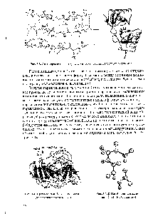 Рис. 3.3. Антипараллельная и <a href="/info/2548">кристаллическая структуры</a> супероксиддисмутазы