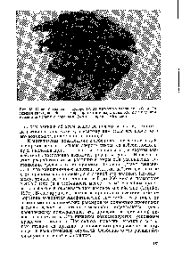 Рис. 43. <a href="/info/1222497">Орлан-белохвост</a> в судорогах, за несколько часов до гибели. Он склевал грача, погибшего от препарата метилпаратиона, который был применен для борьбы с воронами. (Фото из архива Эйхлера.)
