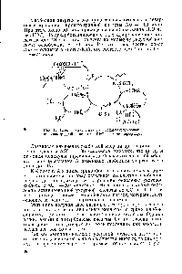 Рис. 47. Схема окислительного декарбоксилирования пировиноградной кислоты. ТФФ — тиаминпирофосфат