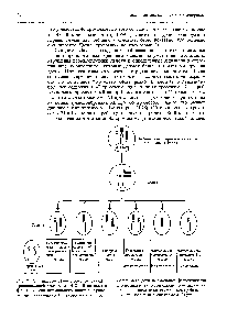 Рис. 21.28. <a href="/info/509357">Синдром Дауна</a>, обусловленный транслокацией хромосом 14-21. В потомстве <a href="/info/1407486">фенотипически нормального</a> носителя транслокации (имеющего 45 хромосом в наборе)