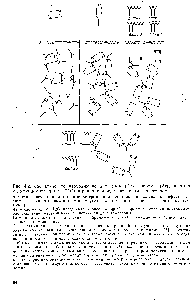 Рис. 4.2. Схематическое изображение антигенов (Аг), антител (Ат), антител к иммунной сыворотке (ИС) и <a href="/info/1456167">реакции между</a> антигеном и антителом.