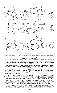 Рис. 12.12. Схема возникновения <a href="/info/86752">транзиций</a> в результате <a href="/info/272251">окислительного дезаминирования</a> оснований ДНК <a href="/info/1753">азотистой кислотой</a> (по Дж. Уотсону, 1978, с дополнениями из Г. Стента, 1974).