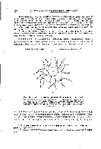Рис. 43 Схемы строения амилозы (А) и амилопектина (5) 