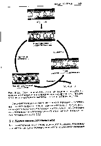 Рис. 3.22. <a href="/info/24616">Схема переработки</a> глинистых минералов-адсорбентов, содержащих подпорки и модифицированных сурфактантом, в <a href="/info/1562092">процессе термической обработки</a> загрязнителя. По Mi hot Pinnavaia (1991).