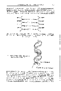Рис. 12.17. <a href="/info/4829">Строение молекулы</a> ДНК, (А —аденин, Т — тимин, Г—-гуанин, Ц — цитозин). Первая и вторая цепочки из сахаров и фосфатов обозначены цифрами (см. рис. 12.18).