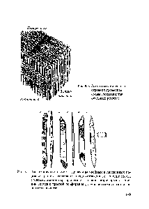 Рис. 8.4. Схема анатомического строения древесины сосны (показаны три основных разреза)
