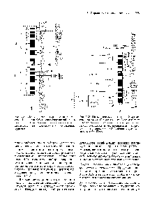 Рис. 3.27. <a href="/info/700553">Цитологическая карта</a> <a href="/info/1325169">генов хромосомы</a> 1 человека. Объяснение сокращений дано в табл. П.9.5. Гены, локализация которых в первой хромосоме не подтверждена, обозначены курсивом.