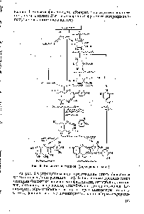Рис. 3, Биосинтез катехинов (упрощенная схема)