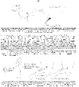 Рис. 19-68. Здесь показано, как можно использовать ретроградный перенос <a href="/info/102286">пероксидазы хрена</a> (ПХ) для выявления спинномозговых мотонейронов, иннервирующих <a href="/info/1854321">определенную мышцу</a>. Для ясности размеры нейронов, изображенных на <a href="/info/221508">поперечном разрезе</a>, преувеличены и <a href="/info/1728206">показано только</a> три нейрона. На <a href="/info/1780185">самом деле</a> к каждой мышце подходит нерв, содержащий отростки множества нервных клеток (обычно нескольких сотен), тела