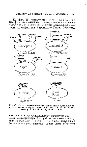 Фиг. 22. Схема, иллюстрирующая <a href="/info/103151">современные представления</a> о роли, которую играют известные сахара в <a href="/info/1435446">специфичности некоторых</a> антигенов Кауфмана — Уайта.