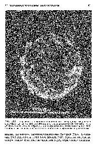 Рис. 14.6. Полученная с помощью <a href="/info/129221">сканирующего электронного микроскопа</a> микрофотография магниточувствительного микроорганизма (№ 5 в табл. 14. i), обнаруженного в том же образце, что и микроорганюм, показанный на рис. 14.5. Обращает на себя внимание множество волокон на поверхности микроорганизма.