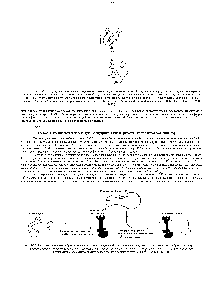 Рис. 12-29. Структура кальмодули-на (по <a href="/info/1892952">данным рентгеноструктурного анализа</a>). Молекула имеет форму гантели с двумя глобулярными юнцами, <a href="/info/434761">соединенными длинной</a> открытой а-спиральго. Каждый конец имеет два Са -связывающих домена, представляющих <a href="/info/1795776">собой</a> петли из 12