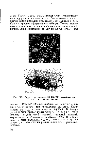 Рис. 1-12. Модель кристаллической решетки <a href="/info/229455">комплексоната кальция</a> и набор шариков.