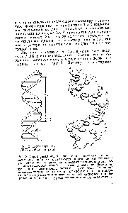 Рис. 3. Струтстурная модель, состоящая из <a href="/info/1696521">двух</a> цепочек, извитых в <a href="/info/1054724">виде двойной</a> спирали вокруг спиральной осп. <a href="/info/1517122">Молекулы углевода</a> (пентозы) иредстаплены белыми пятиугольникамп, обведенными <a href="/info/250050">двойной линией</a> <a href="/info/105049">фосфатные группы</a> — <a href="/info/983256">изгибами двойной</a> линии, соединяющей <a href="/info/1517122">молекулы углеводов</a>. От каждой <a href="/info/1517122">молекулы углевода</a> отходит основание (покрытый точечной штриховкой пятиугольник пли шестиугольник), связанное с противолежащим на том же уровне <a href="/info/98131">основанием водородной</a> связью