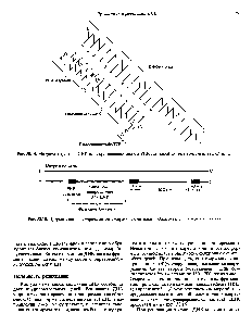 Рис. 38.15. <a href="/info/1350261">Прерывистая полимеризация дезоксирибонуклеотидов</a> и <a href="/info/958954">образование фрагментов</a> Оказаки.