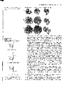 Рис. 14-8. Развитие слюнных желез Л, Без обработки Б. ОНФ-а-ксилозид В. ОНФ 3-ксилозид мыши в культуре клеток (задача