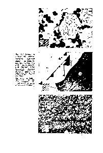 Рис. 1.1. <a href="/info/775688">Диапазон изменения</a> естественного размера зерен минералов <a href="/info/255779">свинцово-цинковых</a> руд месторождений Маунт Айза (вверху) Брокен Хилл (в центре) и Мак-Артур Ривер (внизу) 