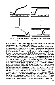 Рис. 59. Направление миграции ветви под действием Re A-белка (Цепи ДНК перекосятся начиная с З -конца)