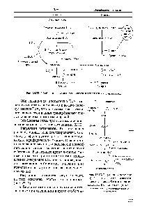 Рис. 23.13. Регуляция кетогенеза (з)— ключевые стадии на <a href="/info/25205">пути метаболизма</a> <a href="/info/1263304">свободных жирных кислот</a> (СЖК), которые определяют <a href="/info/103428">количество образующихся</a> кетоновых тел