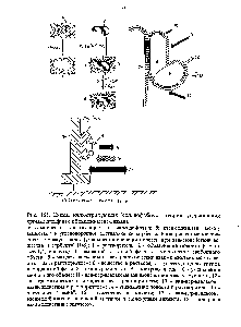 Рис. 168. Схема, иллюстрирующая "сольвофобную" теорию удерживания хроматографии с. обращенными фазами.