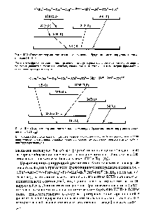 Рис. 111.3. Схема <a href="/info/25169">конформационного анализа</a> молекулы брадикининпотенцирующего декапептида (БПП о)