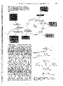 Рис. 19-5, Схема <a href="/info/97811">путей</a>, ведущих от треонива, глицина, серина, цистеина и аланина к ацетил-СоА через пируват.