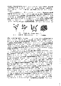 Рис. 1. <a href="/info/328412">Сферические формы</a> бактерий 