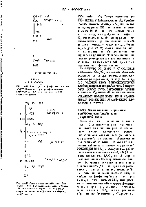 Рис. 23-29. <a href="/info/198519">Оксигенирование</a> рибулозо-1,5-<a href="/info/143961">дифосфата</a>. В этой <a href="/info/361979">реакции нормальный</a> субстрат, СО2, заменен <a href="/info/1751">кислородом</a> поэтому вместо второй молекулы 3-<a href="/info/105062">фосфоглицерата</a> образуется фосфогликолат.