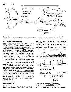 Рис. 23.32. Упрощенная обобщающая <a href="/info/1463710">схема главных</a> структур и процессов, участвующих в белковом синтезе.