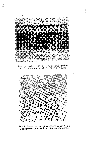 Фиг. 42. Схема <a href="/info/1745093">молекулярной структуры мембраны</a> хлоропластов, предложенная Кальвином (1959).