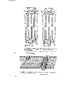 Рис. 15.28. Схематическое изображение <a href="/info/1865977">строения клеточной мембраны</a>. Показаны молекулы липидов н белков.