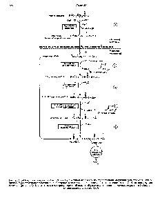 Рис. 23.3. Р-<a href="/info/54214">Окисление жирных кислот</a>. Длинноцепочечный ацил-СоА последовательно укорачивается, проходя цикл за циклом <a href="/info/6306">ферментативные реакции</a> 2 5 в результате каждого цикла происходит отщепление ацетил-СоА, катализируемое тиолазой (реакция 5). Когда остается четырехуглеродный <a href="/info/493147">ацильный радикал</a>, то из него в <a href="/info/71789">результате реакции</a> 5 образуются две молекулы ацетил-СоА.