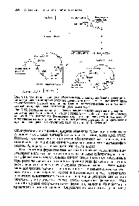 Рис. 7.15. <a href="/info/188015">Метаболические пути</a>, обеспечивающие <a href="/info/902836">клетку энергией</a> и углеродными компонентами при росте на среде с гликолатом, глиоксилатом или <a href="/info/1147">мочевой кислотой</a>. Глиоксилат по О-глицератному пути превращается в ацетил-СоА и окисляется в <a href="/info/1343">цикле трикарбоновых кислот</a> (черные стрелки), Анаплеротический путь показан красными стрелками. (Ь. N. От81оп, М. К. От81оп.)