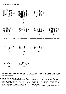 Рис. 2.8. Кариотип мужчины хромосомы окрашены <a href="/info/8131">стандартным методом</a> и методами, выявляющими характерную сегментацию. Слева направо <a href="/info/1355615">стандартное окрашивание</a> схематическое изобра-