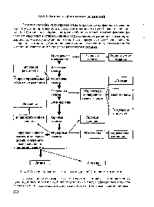Рис. 14.5. Схема биосинтеза фенольных соединений (по шикиматному пути)