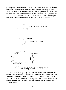 Рис. 8.5. <a href="/info/762691">Схема начальных</a> стадий шикиматного <a href="/info/296751">пути биосинтеза</a> фенольных соединений