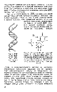 Рис. 9. <a href="/info/611150">Тимидинмонофосфат</a>—тиминовый нуклеотид, входящий в состав ДНК. Ос тальные три нуклеотида ДНК имеют сход ное строение, только у каждого — свое азо тистое основание (верхняя группировка) Эти три основания (аденин, гуанин и ци тозин) одинаковы для ДНК н РНК (см рис. 6).