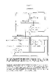 Рис. 13.6. Возможный <a href="/info/567540">челночный перенос</a> метаболитов между пероксисомами, митохондриями и хлоропластами в ходе гликолатного цикла (<a href="/info/1843944">полный список</a> ферментов, участвующих в <a href="/info/1757866">этом процессе</a>, см, в разд. 13.6).