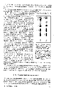 Рис. 11, Схема хромато граммы (Тех) флороглю-цинов игольчатого и мужского папоротников 