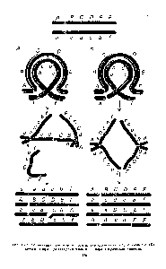 Рис. 13.7. Конъюгация хромосом и последствия одиночного (J4) и двойного (Б) кроссинговера при гетерозиготности по парацентрической инверсии
