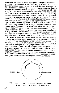 Рис. 51. Синтез и <a href="/info/11424">гидролиз крахмала</a> в коацерватной капле Ф) — фосфорилаза Фз — Р-амилаза (по Опарину, 1976)